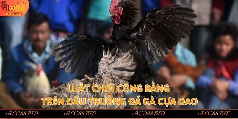 Đá Gà Cựa Dao – Kịch Tính, Mãn Nhãn Từng Nhát Cựa Tại Alo88 2 Luật chơi công bằng trên đấu trường đá gà cựa dao