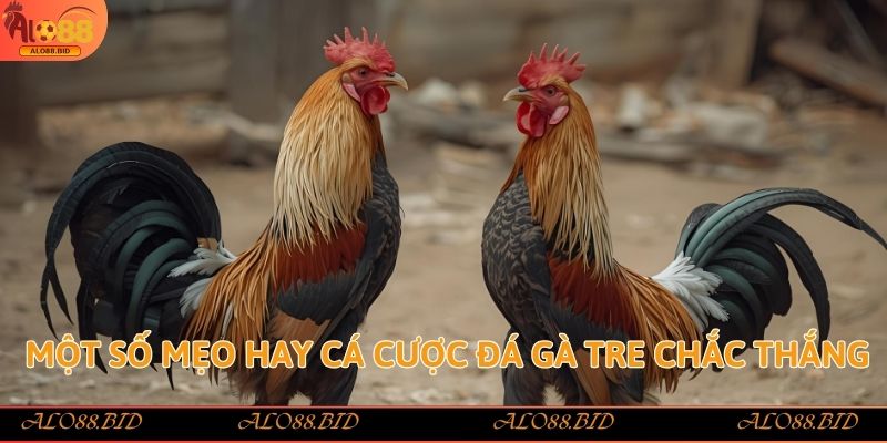 Đá Gà Tre Alo88 – Sảnh Cược Đẳng Cấp Với Tỷ Lệ Thưởng Cao 3 Một số mẹo hay cá cược đá gà tre chắc thắng