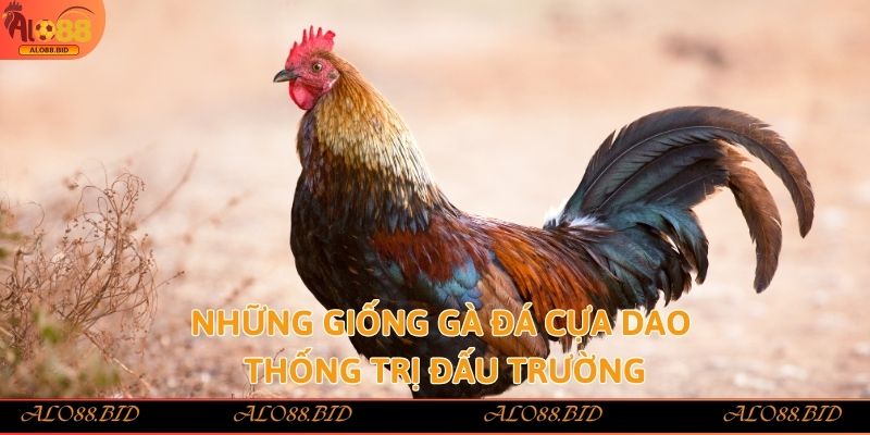 Đá Gà Cựa Dao – Kịch Tính, Mãn Nhãn Từng Nhát Cựa Tại Alo88 3 Những giống gà đá cựa dao thống trị đấu trường