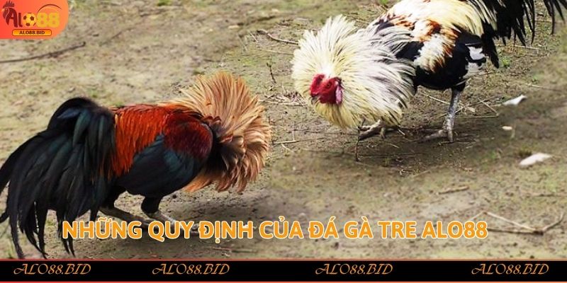Đá Gà Tre Alo88 – Sảnh Cược Đẳng Cấp Với Tỷ Lệ Thưởng Cao 2 Những quy định của đá gà tre Alo88