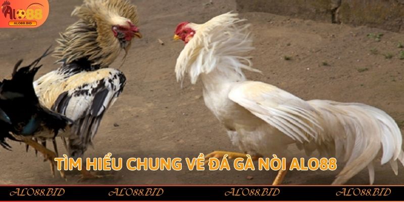 Đá Gà Nòi Alo88 – Trải Nghiệm Đỉnh Cao Cho Tín Đồ Sảnh Gà 1 Tìm hiểu chung về đá gà nòi Alo88
